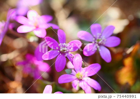 オオミスミソウの花 オオミスミソウの花 75440991