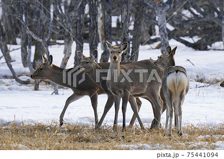 エゾシカの雌の群れ 75441094