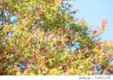 アカバナトキワマンサクの花 75441176