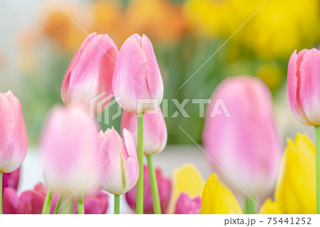 Beautiful tulips blooming in the springtime. 75441252