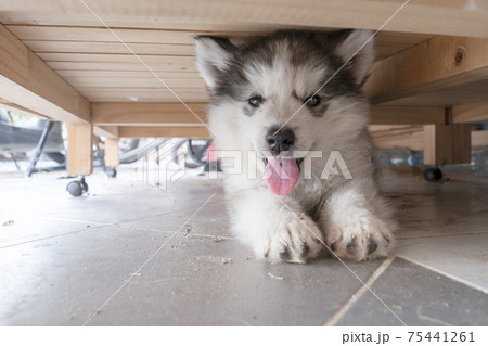 A siberian husky on the wooden floor and looking A siberian husky on the wooden floor and looking 75441261