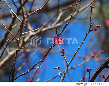 紅梅・紅千鳥 紅梅・紅千鳥 75441476