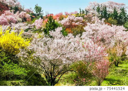花見山公園1 75441524