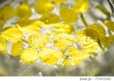 菜の花の花びらのイメージ素材の写真素材