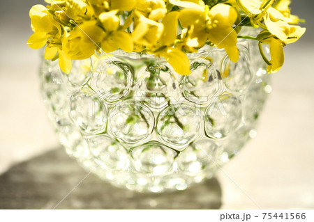 シンプルな菜の花の背景素材 シンプルな菜の花の背景素材 75441566