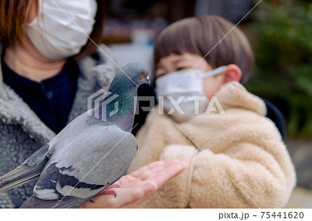 鳩に餌を与える子供 親子 男の子の写真素材 75441620 Pixta