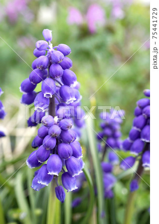 小さい房がいっぱいの紫色のムスカリの花の写真素材