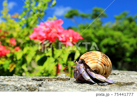 天然記念物 かわいいオカヤドカリ 沖縄 の写真素材