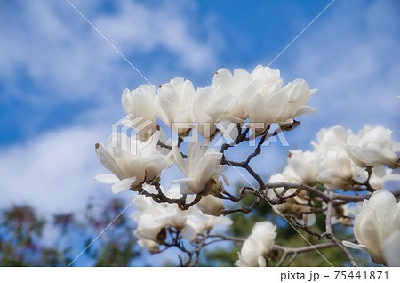 木蓮の花と青空の写真素材