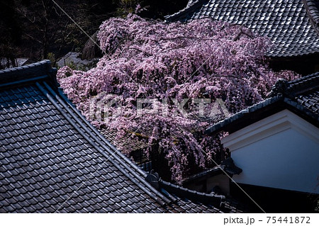 《京都》十輪寺のなりひら桜 75441872
