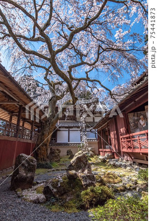 《京都》十輪寺のなりひら桜 75441873