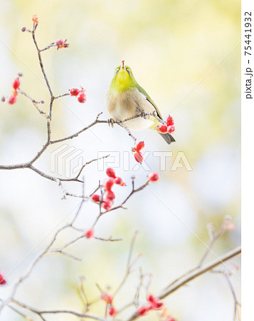 冬のメジロと赤い実 75441932