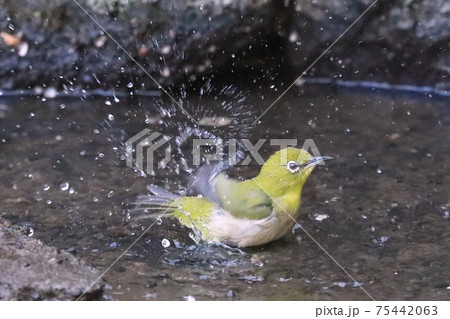 行水のメジロ 行水のメジロ 75442063