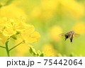 菜の花に戯れる 75442064
