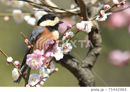 ヤマガラの花見 75442065