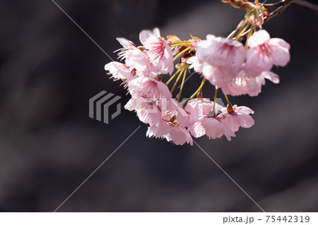 早春の光に包まれる満開の初御代桜のクローズアップ 早春の光に包まれる満開の初御代桜のクローズアップ 75442319