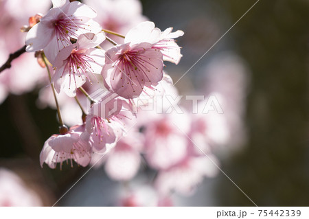 早春の光に包まれる満開の初御代桜のクローズアップ 75442339