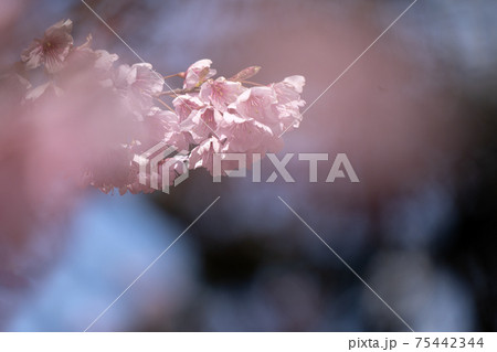 早春の光に包まれる満開の初御代桜のクローズアップ 75442344