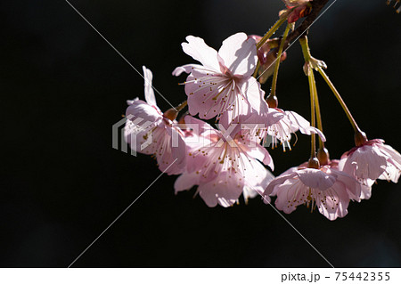 早春の光に包まれる満開の初御代桜のクローズアップ 早春の光に包まれる満開の初御代桜のクローズアップ 75442355