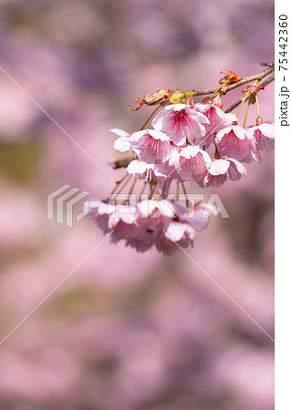 早春の光に包まれる満開の初御代桜のクローズアップ 75442360