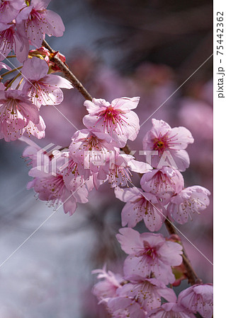 早春の光に包まれる満開の初御代桜のクローズアップ 75442362