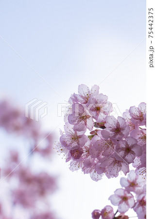 早春の光に包まれる満開の初御代桜のクローズアップ 75442375