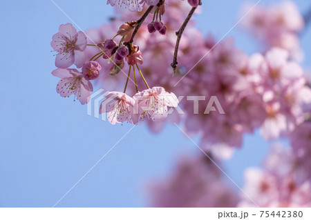 早春の光に包まれる満開の初御代桜のクローズアップ 早春の光に包まれる満開の初御代桜のクローズアップ 75442380