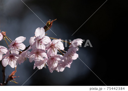 早春の光に包まれる満開の初御代桜のクローズアップ 75442384