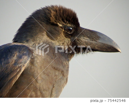 ぼんやり遠くを見ているようなカラス 75442546