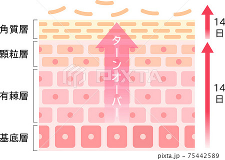ターンオーバーのしくみ　肌の断面図 75442589