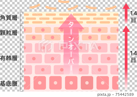 ターンオーバーのしくみ　肌の断面図 75442589