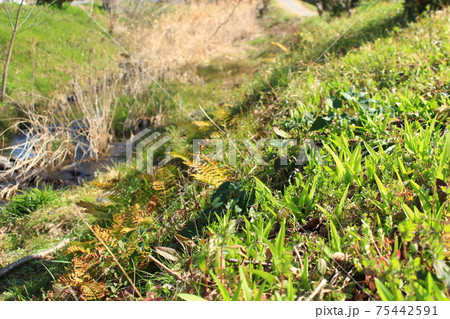 野生のヤブカンゾウの新芽 野生のヤブカンゾウの新芽 75442591
