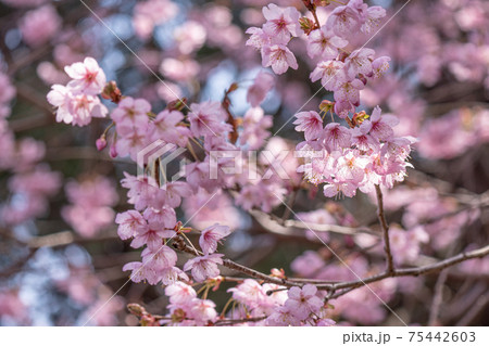 初御代桜の枝ぶりと満開の花びら 初御代桜の枝ぶりと満開の花びら 75442603