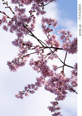 初御代桜の枝ぶりと満開の花びら 初御代桜の枝ぶりと満開の花びら 75442604