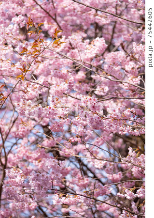 初御代桜の枝ぶりと満開の花びら 75442605