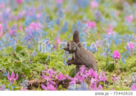 エゾリスとカタクリの花 エゾリスとカタクリの花 75442610