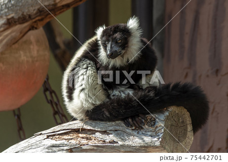 クロシロエリマキキツネザルの容姿【瞳が見えない編】 クロシロエリマキキツネザルの容姿【瞳が見えない編】 75442701