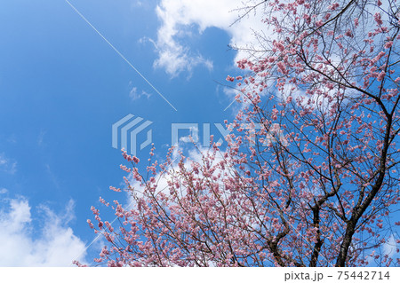 早咲きの初御代桜と青空のコピースペース 75442714
