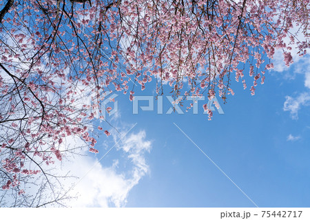 早咲きの初御代桜と青空のコピースペース 早咲きの初御代桜と青空のコピースペース 75442717