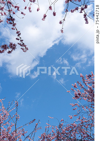 早咲きの初御代桜と青空のコピースペース 75442718