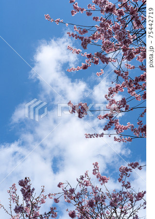 早咲きの初御代桜と青空のコピースペース 早咲きの初御代桜と青空のコピースペース 75442719