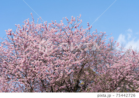 早咲きの初御代桜と青空のコピースペース 早咲きの初御代桜と青空のコピースペース 75442726