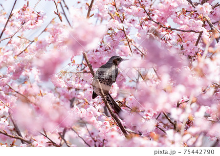 満開の初御代桜と枝のヒヨドリ 75442790