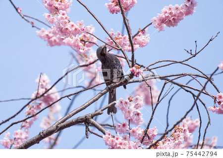 満開の初御代桜と枝のヒヨドリ 75442794