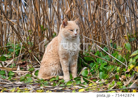 草むらに座ってこちらを見ているトラ猫 75442874