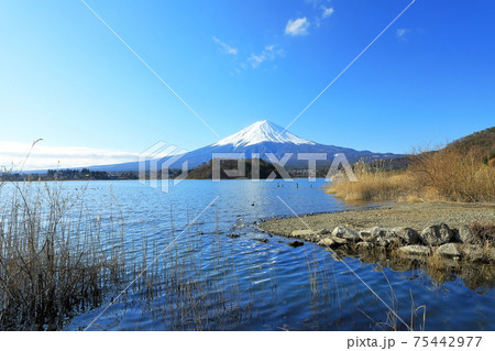 日本の風景 早春の富士山と大石公園 山梨県河口湖町 日本の風景 早春の富士山と大石公園 山梨県河口湖町 75442977
