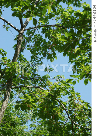 四季の散歩　春　後楽園 75443104