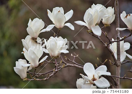 白木蓮の花のクローズアップの写真素材 白木蓮の花のクローズアップの写真素材