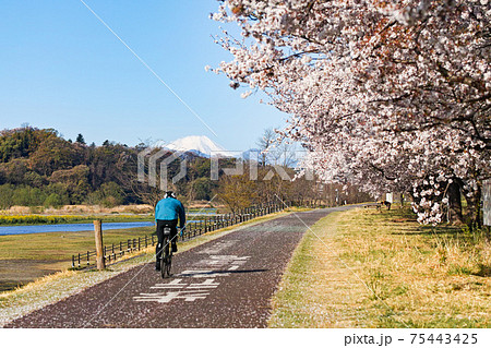 東京都/ 桜満開の多摩川サイクリングロード・府中多摩川かぜの道(府中市) 東京都/ 桜満開の多摩川サイクリングロード・府中多摩川かぜの道(府中市) 75443425