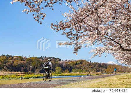 東京都/ 桜満開の多摩川サイクリングロード・府中多摩川かぜの道(府中市) 東京都/ 桜満開の多摩川サイクリングロード・府中多摩川かぜの道(府中市) 75443434